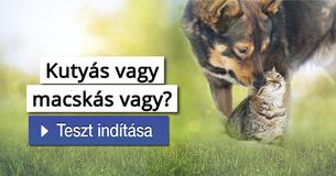 Kutyás vagy macskás vagy?