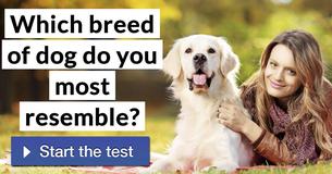 Which breed of dog do you most resemble?