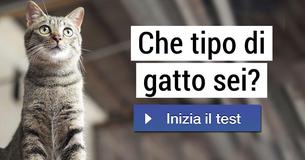 Che tipo di gatto sei?