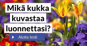 Mikä kukka kuvastaa luonnettasi?