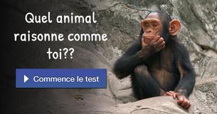 Quel animal raisonne comme toi ?