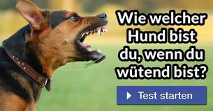 Wie welcher Hund bist du, wenn du wütend bist?
