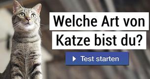 Welche Art von Katze bist du?