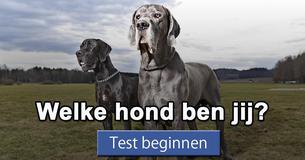 Welke hond ben jij?