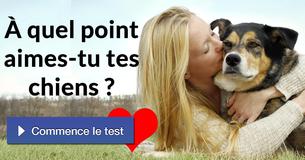 À quel point aimes-tu tes chiens ?