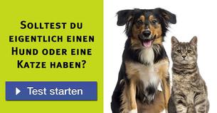Solltest du eigentlich einen Hund oder eine Katze haben? 