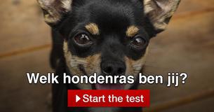 Welk hondenras ben jij?
