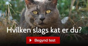 Hvilken slags kat er du?