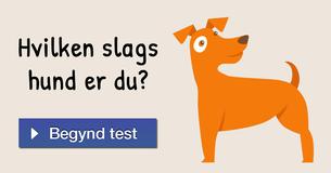 Hvilken slags hund er du?