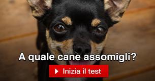 A quale cane assomigli?