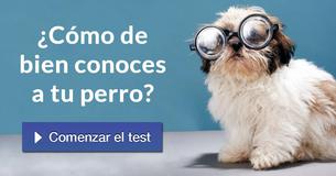 ¿Cómo de bien conoces a tu perro?