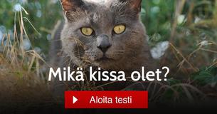 Mikä kissa olet?