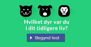 Hvilket dyr var du i dit tidligere liv?