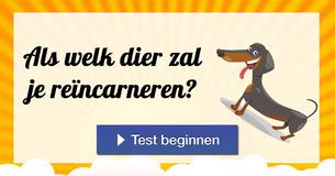 Als welk dier zal je reïncarneren?