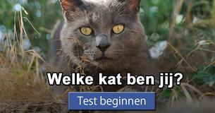 Welke kat ben jij?