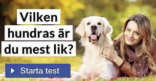 Vilken hundras är du mest lik?