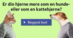 Er din hjerne mere som en hunde- eller som en kattehjerne?