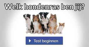 Welk hondenras ben jij? 