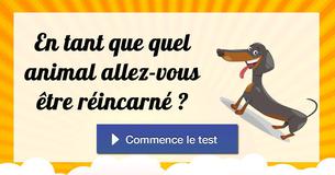 En tant que quel animal allez-vous être réincarné ?
