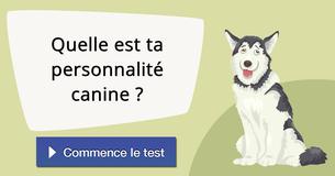 Quelle est ta personnalité canine ?
