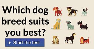 Which dog breed suits you best?