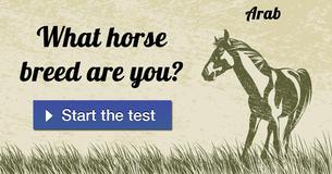 What horse breed are you?