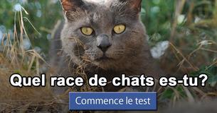 Quel race de chats es-tu?