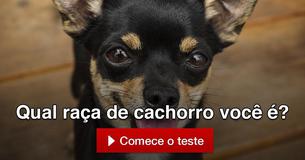 Qual raça de cachorro você é?