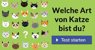 Welche Art von Katze bist du?
