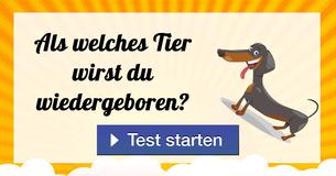 Als welches Tier wirst du wiedergeboren?