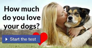 How much do you love your dogs?