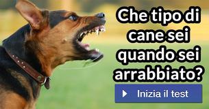 Che tipo di cane sei quando sei arrabbiato?