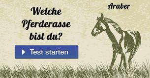 Welche Pferderasse bist du?