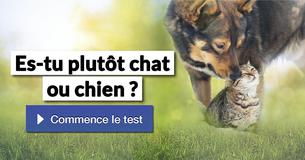 Es-tu plutôt chat ou chien ?