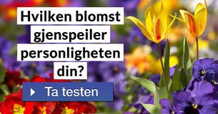Hvilken blomst gjenspeiler personligheten din?