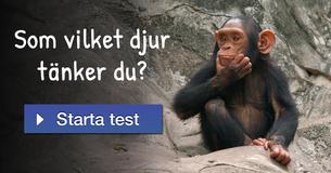 Som vilket djur tänker du?
