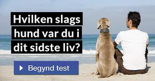 Hvilken slags hund var du i dit sidste liv?