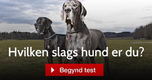 Hvilken slags hund er du?