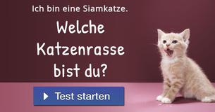 Welche Katzenrasse bist du?