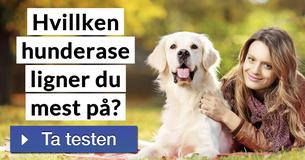 Hvillken hunderase ligner du mest på?