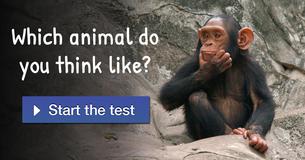 Which animal do you think like?