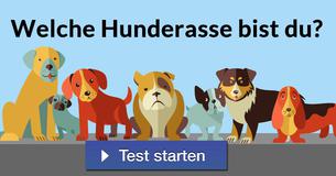 Welche Hunderasse bist du? 