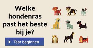 Welke hondenras past het beste bij je?