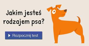 Jakim jeste? rodzajem psa?