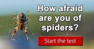 How afraid of spiders are you?