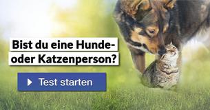 Bist du eine Hunde- oder Katzenperson?