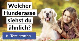 Welcher Hunderasse siehst du ähnlich? 