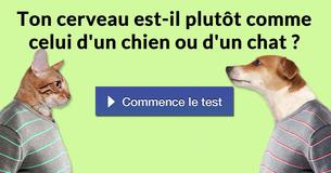 Ton cerveau est-il plutôt comme celui d'un chien ou d'un chat ?