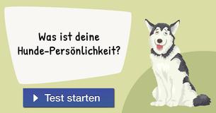 Was ist deine Hunde-Persönlichkeit?
