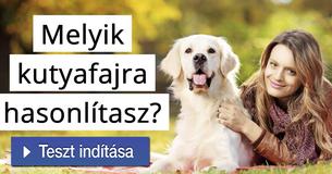 Melyik kutyafajra hasonlítasz?